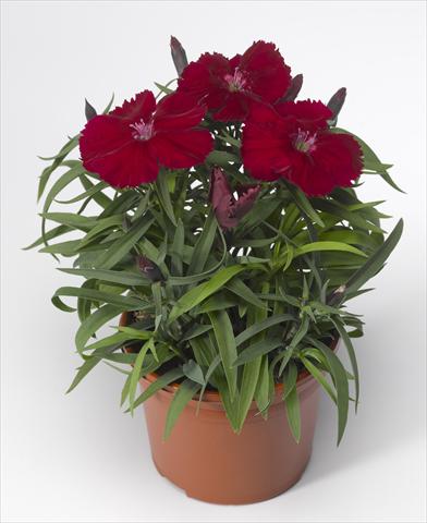 Photo de variété de fleurs à utiliser comme: Pot et Plante à massif Dianthus chinensis Venti Parfait Crimson