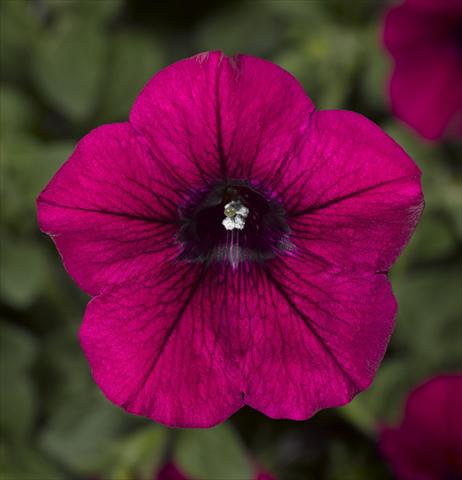Photo de variété de fleurs à utiliser comme: Pot, Plante à massif, patio, Suspension Petunia Floritunia Purple