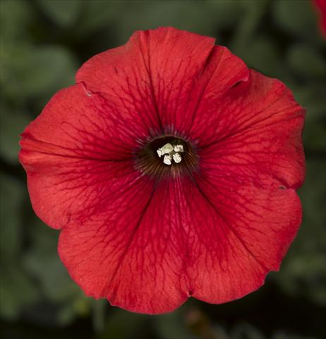 Photo de variété de fleurs à utiliser comme: Pot, Plante à massif, patio, Suspension Petunia Floritunia Red
