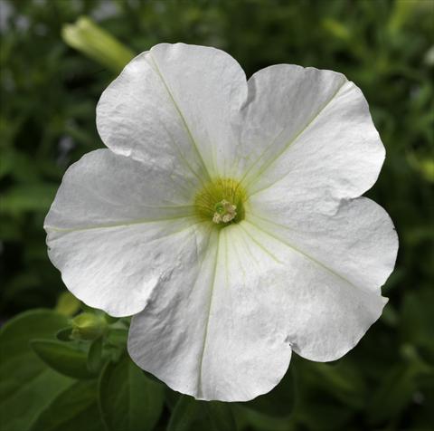 Photo de variété de fleurs à utiliser comme: Pot, Plante à massif, patio, Suspension Petunia Floritunia White