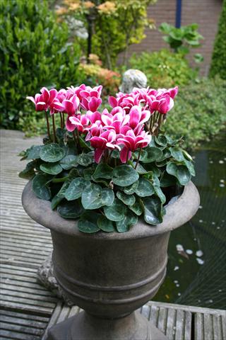 Photo de variété de fleurs à utiliser comme: Pot Cyclamen persicum mini Goblet