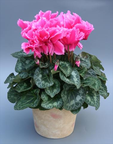 Photo de variété de fleurs à utiliser comme: Suspension / pot Cyclamen persicum Maxora Fringed Pink Light Edge