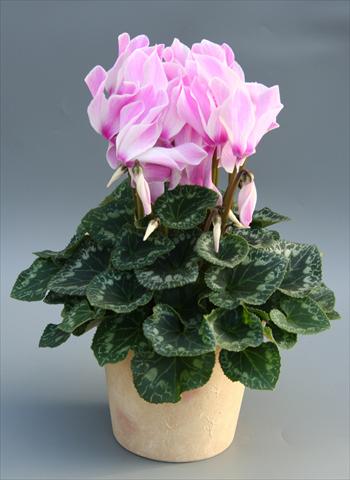 Photo de variété de fleurs à utiliser comme: Suspension / pot Cyclamen persicum Maxora Lilac Flamed