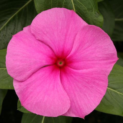 Photo de variété de fleurs à utiliser comme: Pot, Plante à massif, patio Catharanthus roseus - Vinca Vitesse Purple