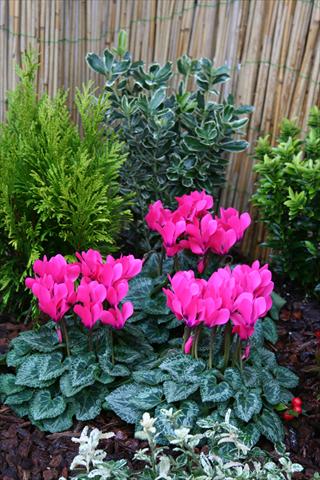 Photo de variété de fleurs à utiliser comme: Pot Cyclamen persicum mini Melody Outdoor Pink