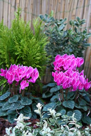 Photo de variété de fleurs à utiliser comme: Pot Cyclamen persicum mini Melody Outdoor Purple Flamed