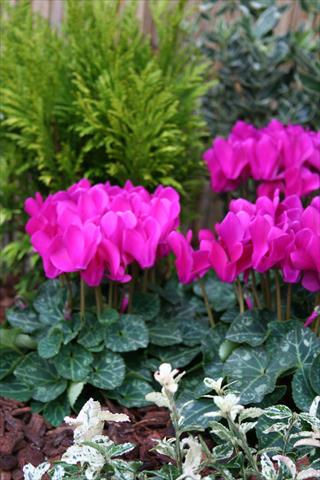 Photo de variété de fleurs à utiliser comme: Pot Cyclamen persicum mini Melody Outdoor Purple
