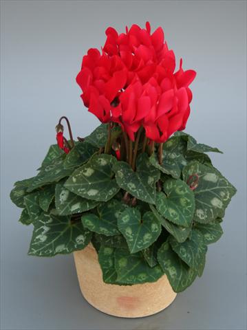 Photo de variété de fleurs à utiliser comme: Pot Cyclamen persicum mini Picola Scarlet