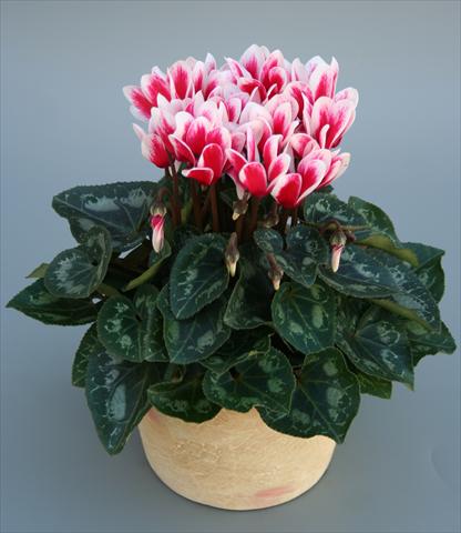 Photo de variété de fleurs à utiliser comme: Pot Cyclamen persicum mini Picola Shine Red