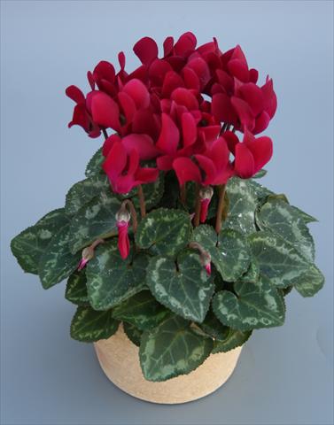 Photo de variété de fleurs à utiliser comme: Pot Cyclamen persicum mini Picola Wine Red