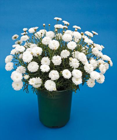 Photo de variété de fleurs à utiliser comme: Pot, Plante à massif, patio Argyranthemum Molimba Double White