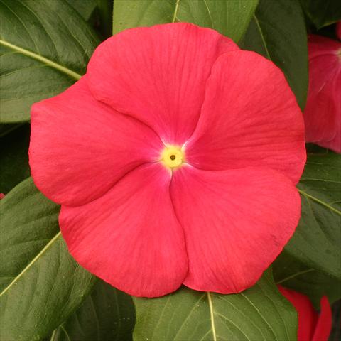 Photo de variété de fleurs à utiliser comme: Pot, Plante à massif, patio Catharanthus roseus - Vinca Vitesse Red with eye