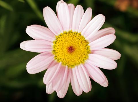 Photo de variété de fleurs à utiliser comme: Pot, Plante à massif, patio Argyranthemum Molimba Pink