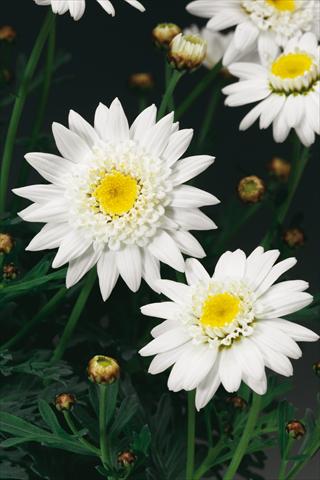 Photo de variété de fleurs à utiliser comme: Pot, Plante à massif, patio Argyranthemum Molimba Semi Double White
