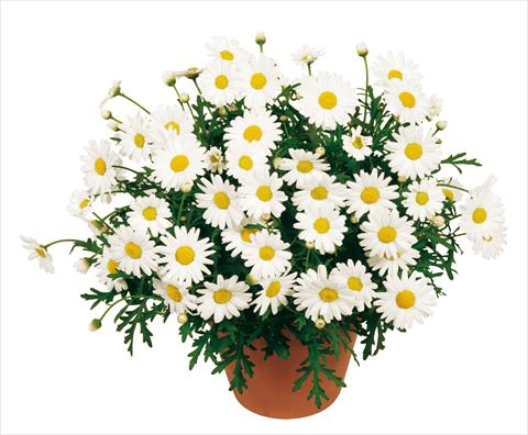 Photo de variété de fleurs à utiliser comme: Pot, Plante à massif, patio Argyranthemum Molimba White
