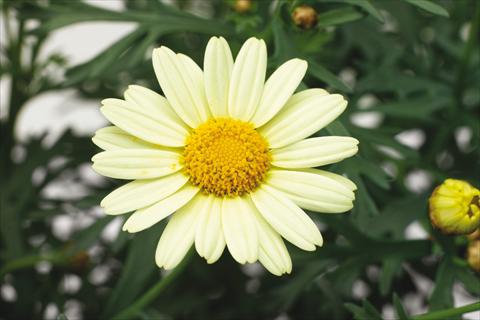 Photo de variété de fleurs à utiliser comme: Pot, Plante à massif, patio Argyranthemum Molimba XL Pastel Yellow
