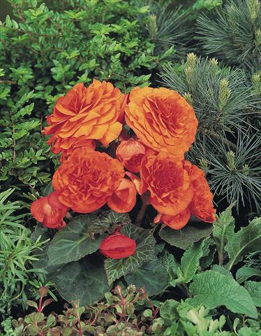 Photo de variété de fleurs à utiliser comme: Pot, Plante à massif, patio, Suspension Begonia tuberhybrida NonStop® Golden Orange