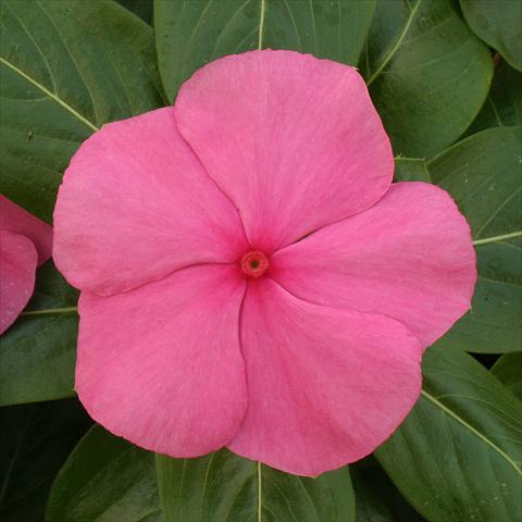 Photo de variété de fleurs à utiliser comme: Plante à massif/ plante de bordure Catharanthus roseus - Vinca Vitesse Rose
