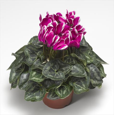 Photo de variété de fleurs à utiliser comme: Suspension / pot Cyclamen persicum Snowridge Midi Purple