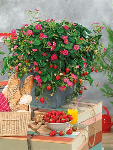 Photo de variété de fleurs à utiliser comme: Pot, Plante à massif, patio Fragaria Pisana F1