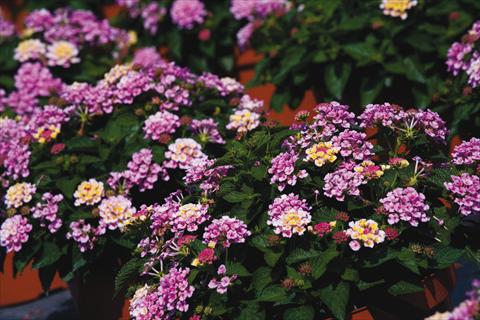 Photo de variété de fleurs à utiliser comme: Pot, Plante à massif, patio Lantana camara Bandana® Pink