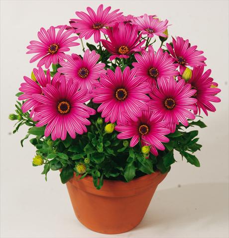 Photo de variété de fleurs à utiliser comme: Pot et Plante à massif Osteospermum Sirocco Rose