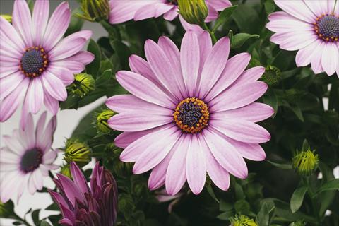 Photo de variété de fleurs à utiliser comme: Pot et Plante à massif Osteospermum Tradewinds® Light Purple Imp