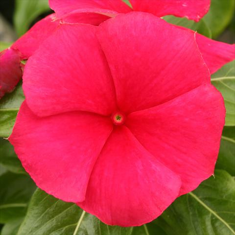 Photo de variété de fleurs à utiliser comme: Plante à massif/ plante de bordure Catharanthus roseus - Vinca Vitesse Strawberry Red