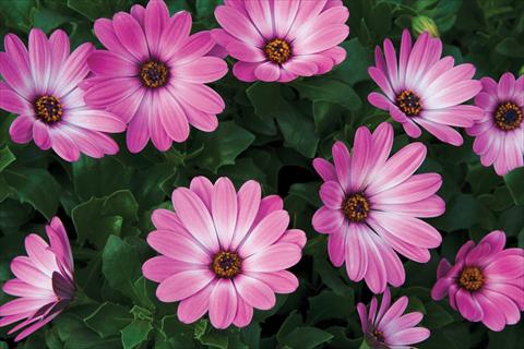 Photo de variété de fleurs à utiliser comme: Pot et Plante à massif Osteospermum Tradewinds® Pink