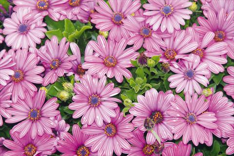 Photo de variété de fleurs à utiliser comme: Pot et Plante à massif Osteospermum Tradewinds® Purple Bicolor