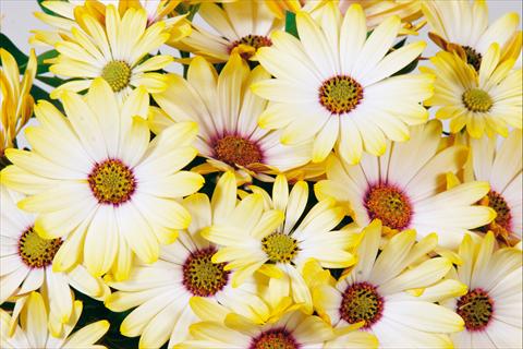 Photo de variété de fleurs à utiliser comme: Pot et Plante à massif Osteospermum Tradewinds® Yellow White