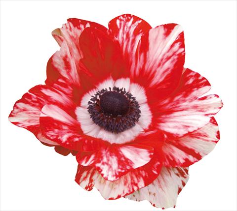 Photo de variété de fleurs à utiliser comme: Pot et Plante à massif Anemone coronaria Mistral® Bianco-Rosso