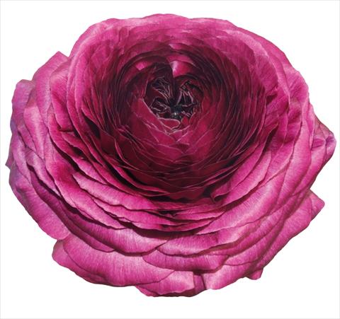 Photo de variété de fleurs à utiliser comme: Pot et Plante à massif Ranunculus asiaticus Elegance® Viola 06
