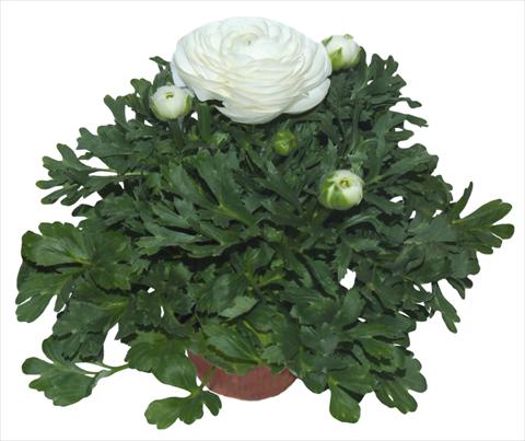 Photo de variété de fleurs à utiliser comme: Pot et Plante à massif Ranunculus asiaticus Millepetali® Bianco
