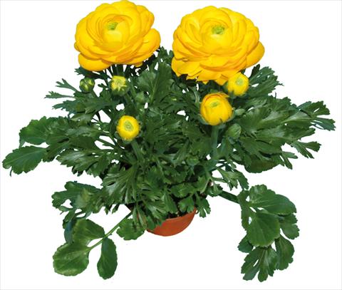 Photo de variété de fleurs à utiliser comme: Pot et Plante à massif Ranunculus asiaticus Millepetali® Giallo
