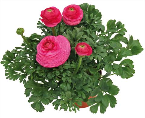 Photo de variété de fleurs à utiliser comme: Pot et Plante à massif Ranunculus asiaticus Millepetali® Rosa scuro