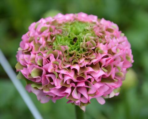 Photo de variété de fleurs à utiliser comme: Pot et Plante à massif Ranunculus asiaticus Pon-Pon® Morgana