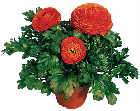 Photo de variété de fleurs à utiliser comme: Pot et Plante à massif Ranunculus asiaticus Pratolino® Arancio