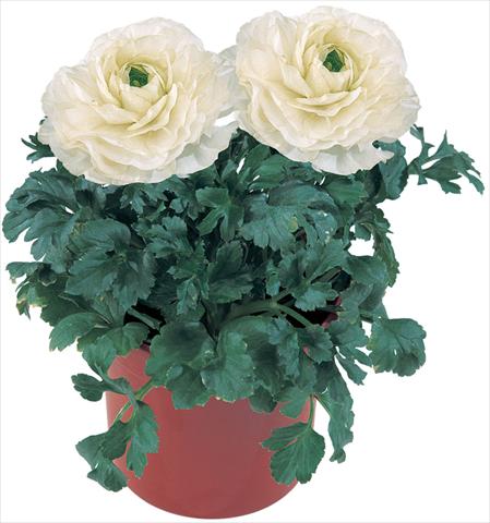 Photo de variété de fleurs à utiliser comme: Pot et Plante à massif Ranunculus asiaticus Pratolino® Bianco