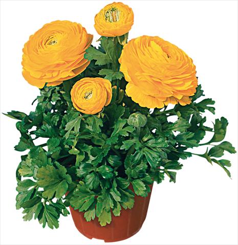 Photo de variété de fleurs à utiliser comme: Pot et Plante à massif Ranunculus asiaticus Pratolino® Giallo