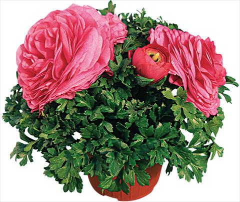 Photo de variété de fleurs à utiliser comme: Pot et Plante à massif Ranunculus asiaticus Pratolino® Rosa scuro