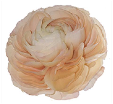 Photo de variété de fleurs à utiliser comme: Pot et Plante à massif Ranunculus asiaticus Success® Grand Pastel
