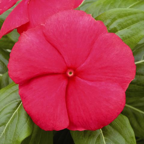 Photo de variété de fleurs à utiliser comme: Plante à massif/ plante de bordure Catharanthus roseus - Vinca Vitesse True Red