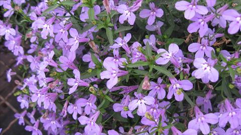 Photo de variété de fleurs à utiliser comme: Pot, Plante à massif, patio, Suspension Lobelia California® Lilac