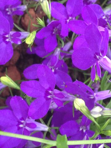 Photo de variété de fleurs à utiliser comme: Pot, Plante à massif, patio, Suspension Lobelia California® Dark Blue