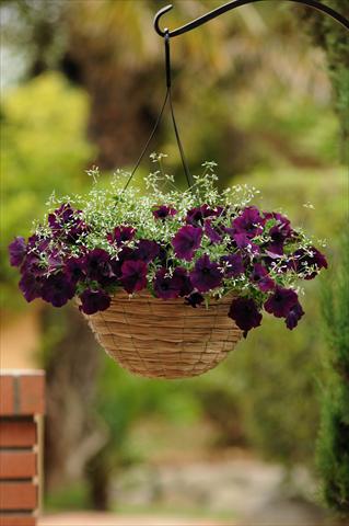 Photo de variété de fleurs à utiliser comme: Pot, Plante à massif, patio 2 Combo Fuseables® Glitz Euphorbia EW Burgundy Mix