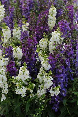 Photo de variété de fleurs à utiliser comme: Pot, Plante à massif, patio, Suspension Angelonia angustifolia Serena™ Mix