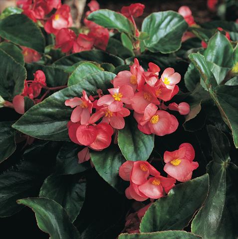 Photo de variété de fleurs à utiliser comme: Plante à massif, pot ou Suspension Begonia hybrida Dragon Wing Pink