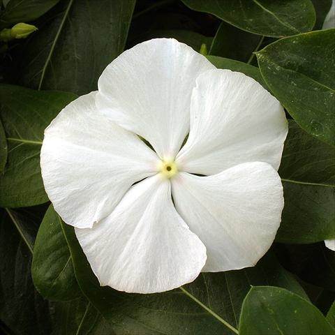 Photo de variété de fleurs à utiliser comme: Plante à massif/ plante de bordure Catharanthus roseus - Vinca Vitesse White