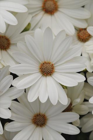 Photo de variété de fleurs à utiliser comme: Pot et Plante à massif Osteospermum ecklonis Akila Daisy White
